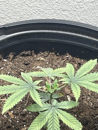 New light! And new growth!!