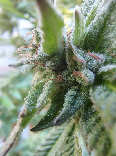 Lurking for years and just signed up. Finishing my first outdoor plant.