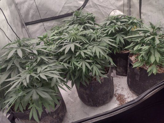 Grape Ape X Purple Urkle 103 from Humboldt CSI
