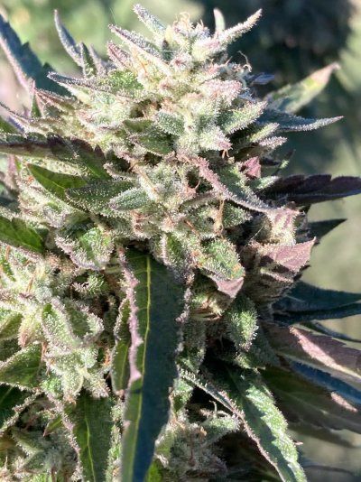 Big Al’s 2025 season indoor/outdoor grow in misery