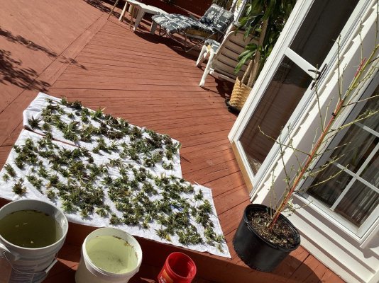 washing-harvested-buds-2.jpeg