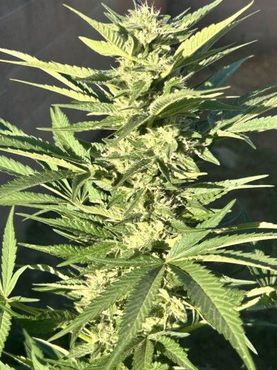 Defective’s backyard socal grow 🌱🌞🌲🔥