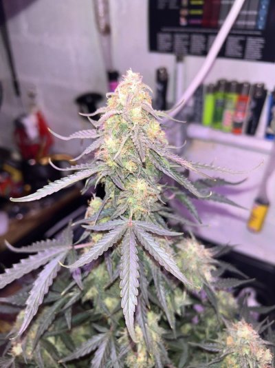 First auto day 71 from seed in a solo cup she’s beauts how long would you let her flush being so small ?