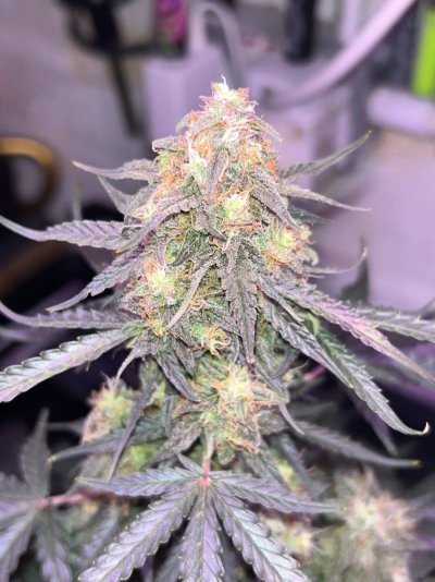 First auto day 71 from seed in a solo cup she’s beauts how long would you let her flush being so small ?