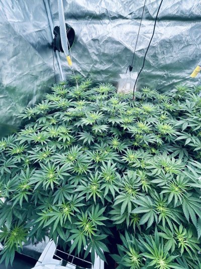 How we looking day 19 bloom