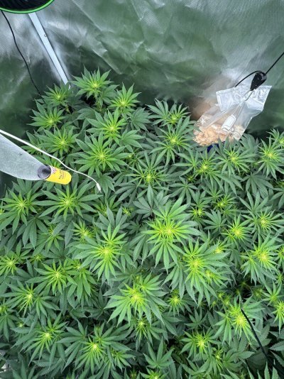 How we looking day 19 bloom