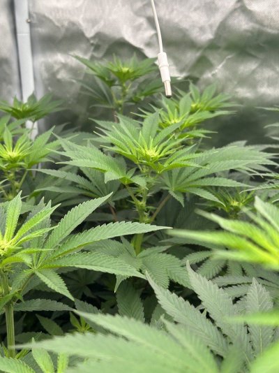 How we looking day 19 bloom