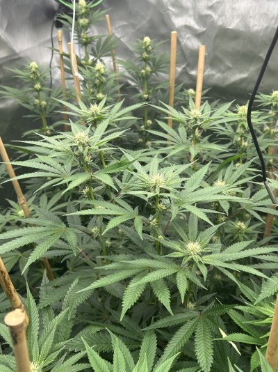 How we looking day 19 bloom