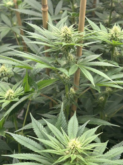 How we looking day 19 bloom