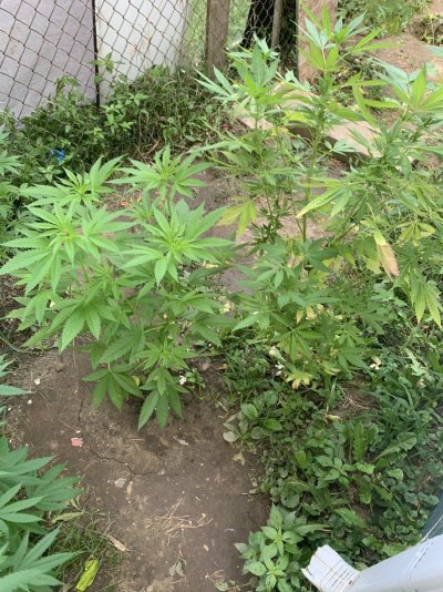 females-early-flowering-pics-first-grow-8.jpeg