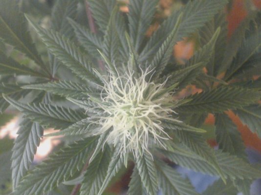 Randys awesome grow diary. (soil, mainline, basic gear, OG kush)