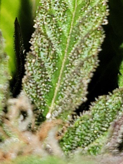 My grow with humboldt countys own nutrients