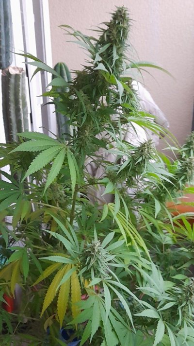 hindu-kush-ready-yet-or-transfer-to-indoor-6.jpg