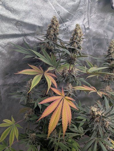 THE TRAINWRECK. Brought to you by thcfarrmer…..