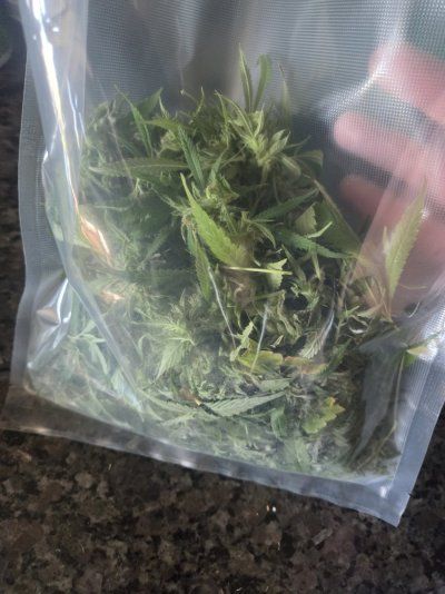 Almost time to Harvest! Thoughts?