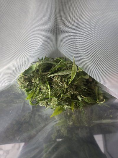 Almost time to Harvest! Thoughts?