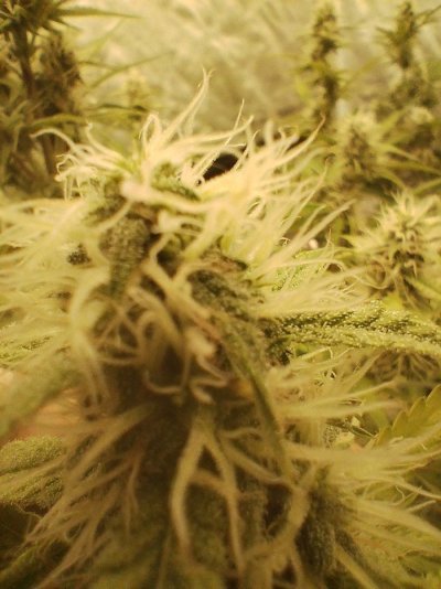 Hi is this a defiency in my auto.green gelato