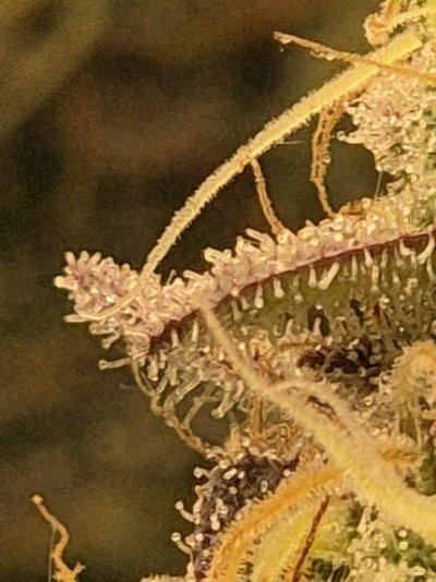 Is it a time to harvest ?