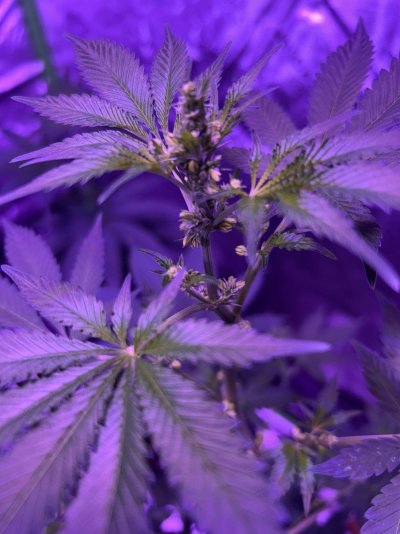 long-time-lurker-first-time-grower.jpeg