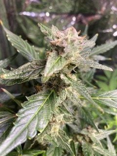 Sweet Cheese