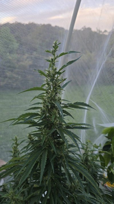 flowering-in-spring-6-weeks-in-but-now-revegging-help.jpg