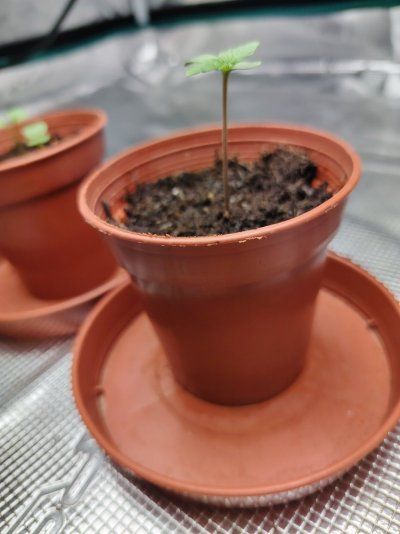 Newb Help Regarding Seedlings Not Doing Well