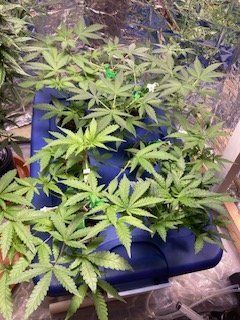 What's happening everyone? Hopefully everyone is doing good today! Anyways what is your all's thoughts? Pull or wait a week or two. Thanks in advance!