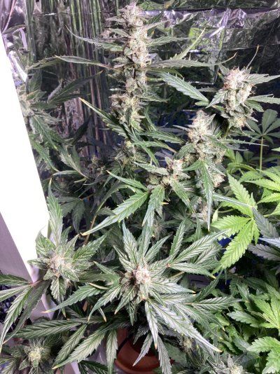 Long time lurker, first time grower.