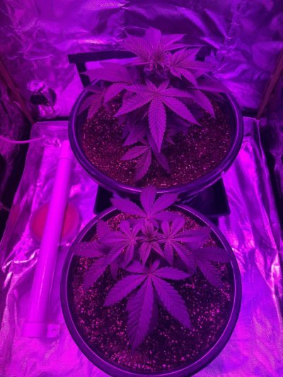 slight-yellowing-from-centre-new-growth.jpeg