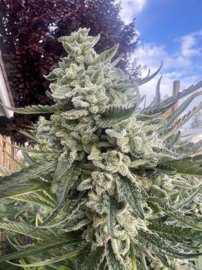 Let's See Your Frostiest Flowers