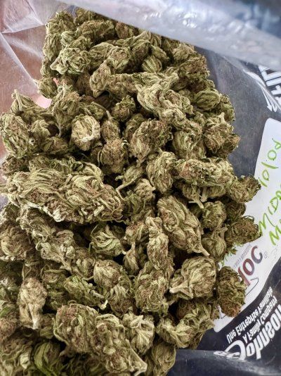 No-Till No-Dig Outdoor Medical Grow 2025