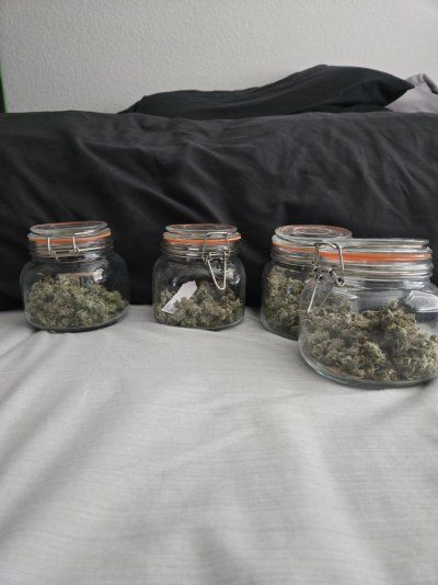 Having fun with my first grow still. Took a break on the picture every day lol. Got tied up in other worldy events.