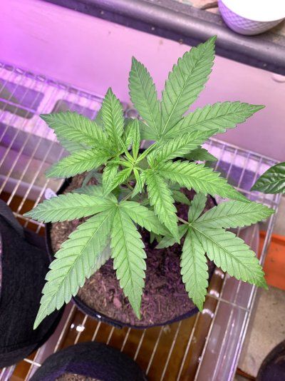 TGR’s High Elevation Grow Journey