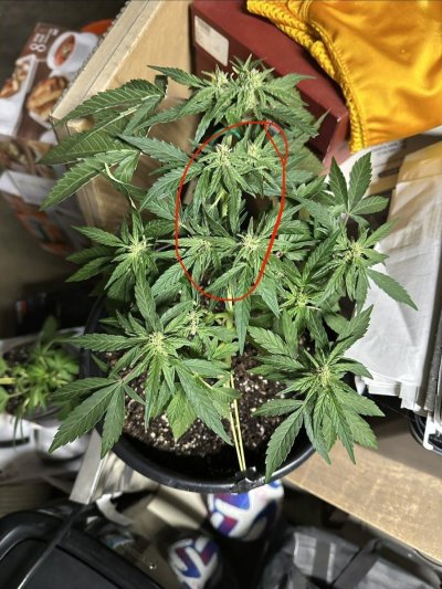bud-sights-really-close-together-2.jpeg