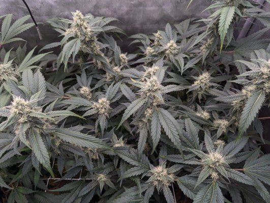 Week4Bytch ..The Cannabis Karen