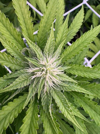 They are stretching too much on vegetative, can I control the height using super cropping ?