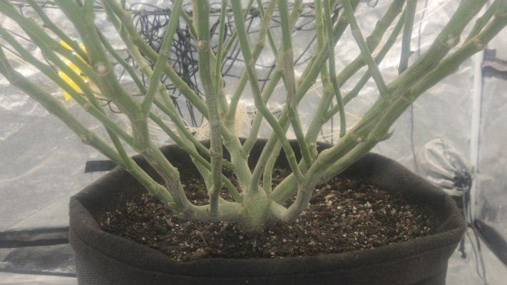 my-grow-first-post-hi-just-5.jpg