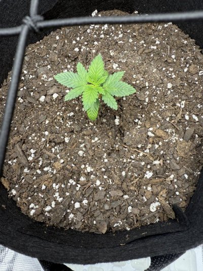 how-is-my-first-time-growing-3.jpeg