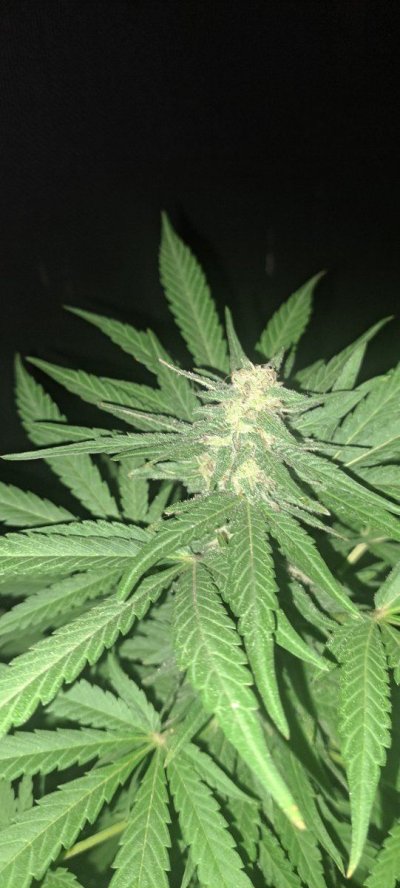 THE TRAINWRECK. Brought to you by thcfarrmer…..