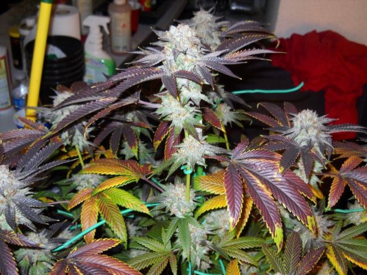 skunkmasterflex's mad jungle of strains grow diary
