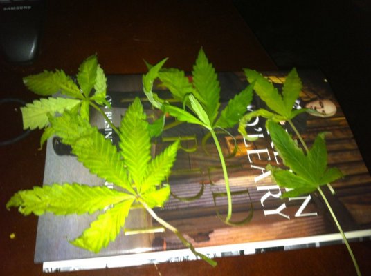wondering whats wrong with my plants