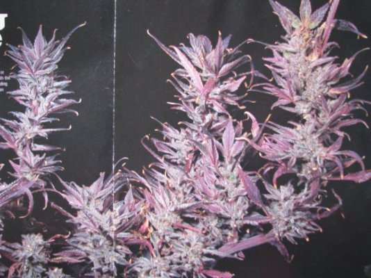 fav purp.jpg