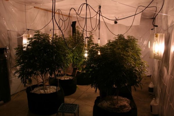 8k-6-plant-lsd.jpg