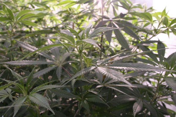 8k-6-plant-lsd-2.jpg