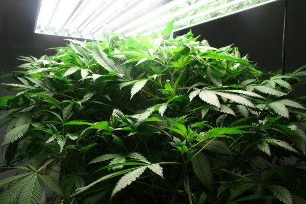 8k-6-plant-lsd-3.jpg
