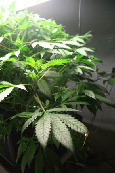 8k-6-plant-lsd-4.jpg