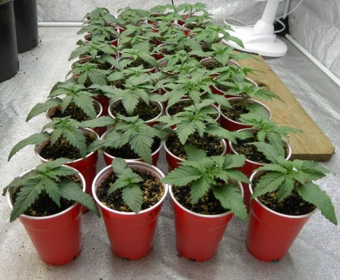 Insane Urkle, 4 Korner Kush and ???????????