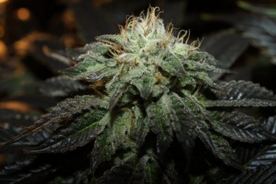 Bulletproof Kush 1.jpg