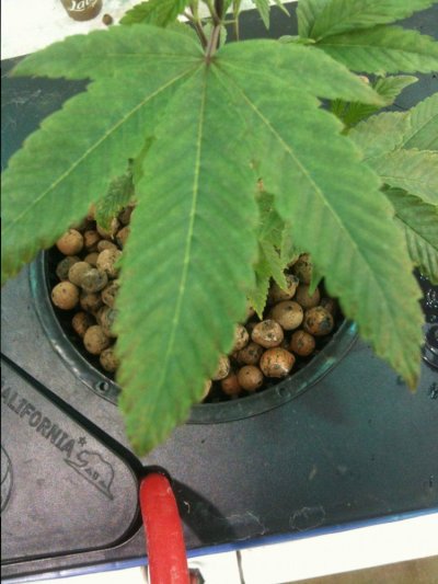 leaf discoluration.jpg