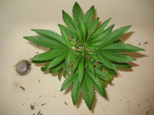 kp3 day60 a.JPG
